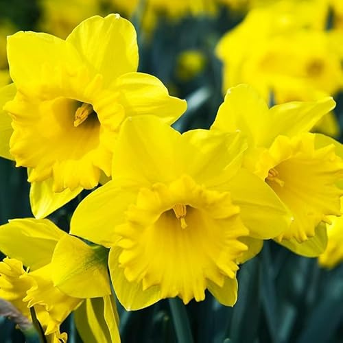 50 Yellow Daffodil Bulbs for Planting - Dutch Master Value Bag - Plant in Gardens, Borders & Flowerbeds - Bulb Size 10/12 cm - Easy to Grow Fall Flowers