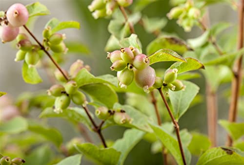 Schneebeere Symphoricarpos doorenbosii Magic Berry 60-100 cm winterhart