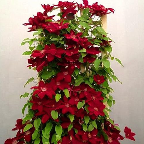 100 Pz Clematide Semi di Vite Rampicante Fiore Pianta Home Office Ornamento Decorazione Semi per Piantare Giardino Rosso