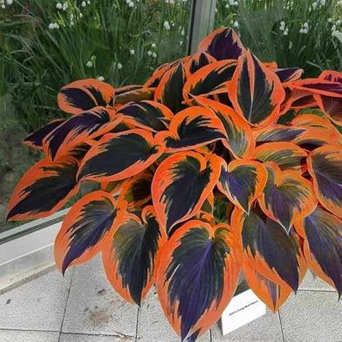 Florid MehrjäHrige Funkie-Rhizom In GroßPackungen, Fachgerecht Gepflanzt, GartenverschöNerung, Geeignet FüR AnfäNger-6 Rhizom-C