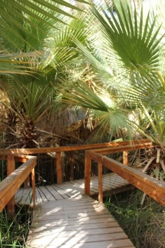 Palm, Kalifornien Fächerpalme, Washingtonia Filifera, 10 Samen! Groco