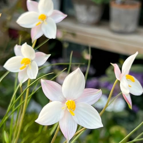 Semi di fioreluna, selvatici resistenti per balconi vecchie varietà semi da giardino 100pcs