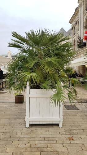 Chamaerops humilis/Palmier nain/Conteneur de 2 à 2.9 litres
