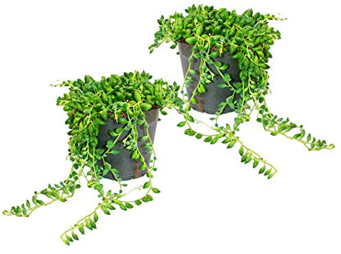 Exotenherz - 2er Set Senecio herreanus Erbse am Band 9cm Topf