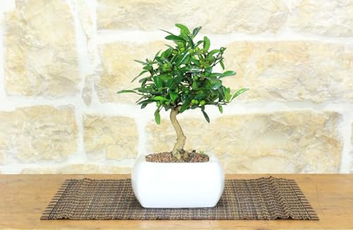 Bonsái Citrus Kinzu en maceta cuadrada blanca