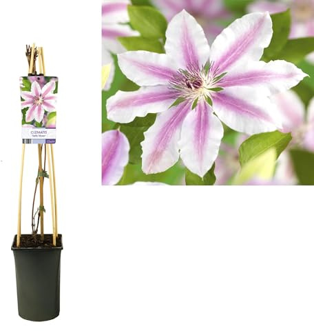 Waldrebe Clematis 'Nelly Moser' – Kletterpflanze mit zweifarbigen rosa Blüten & purpurrotem Mittelstreifen – mehrjährig & winterhart bis -20°C