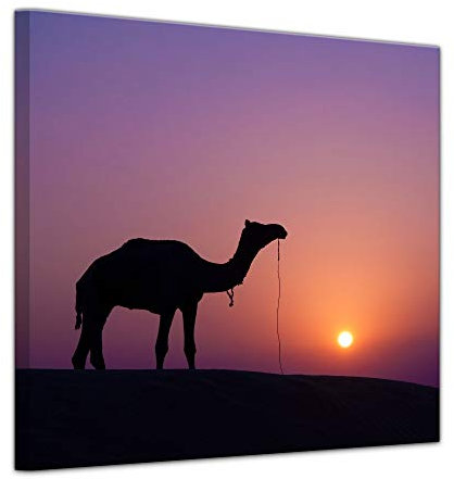 Bilderdepot24 Keilrahmenbild - Kamel im Sonnenuntergang - Bild auf Leinwand 80 x 80 cm - Leinwandbilder Bilder als Leinwanddruck Tierbild Wildtiere - Wüste in Afrika