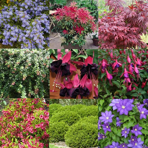 GardenersDream 5 x Mixed Garden Shrubs – Evergreen Outdoor Plants - Deciduous Flowering Shrubs for Borders, Beds and Containers - Low Maintenance Garden Ready Plants (15-25cm incl 9cm Pot)