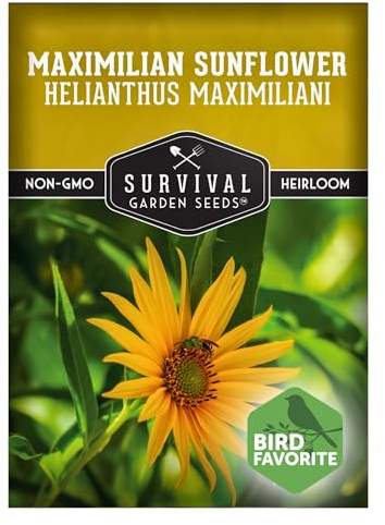 Maximilian Sunflower (Helianthus maximiliani) Seeds for Planting - 1 Pack