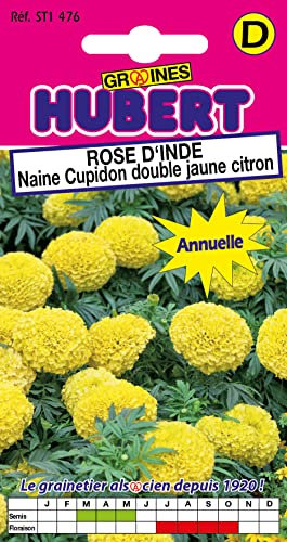 Graines de Rose d'Inde naine cupidon double jaune citron - 1 gramme