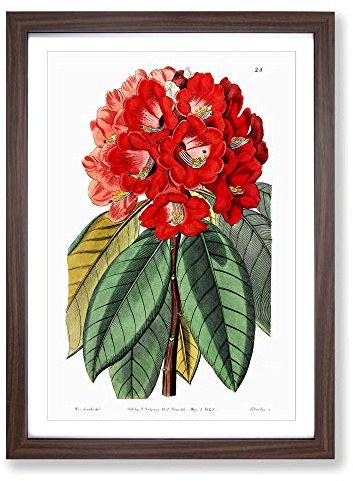Red Rhododendron Flowers Framed Print | A2 Walnut Framed Wall Art | Ready to Hang | Modern Floral Picture | Living Room Bedroom Lounge Office