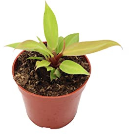 Philodendron Prince of Orange - 4 Pot from California Tropicals