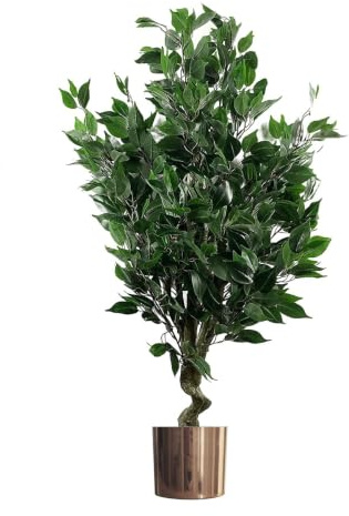 Leaf Ficus Plant Realistic Evergreen with Planter
