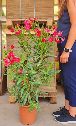 POWERS TO FLOWERS - OLEANDRO ROSSO vaso 22cm diametro, pianta vera