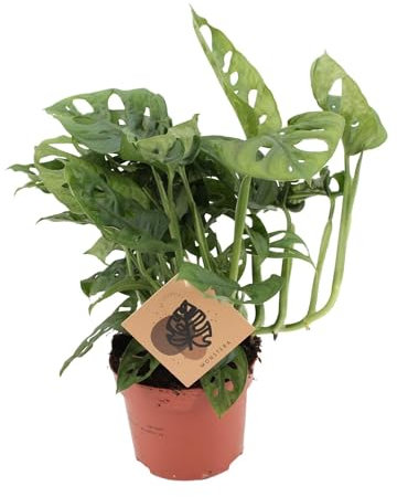 Fensterblatt – Monstera Monkey Leaf – Zimmerpflanze – Ø12cm – 30cm – Pflegeleicht & luftreinigend – Tropische Blattschönheit mit typischen Blattlöchern