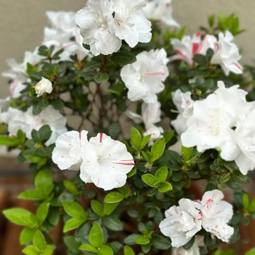 Semi di rododendro e azalea - d'appartamento semi di decorazioni da giardino per esterni da balcone arbusti ornamentali resistenti giardino arbusti 90pcs