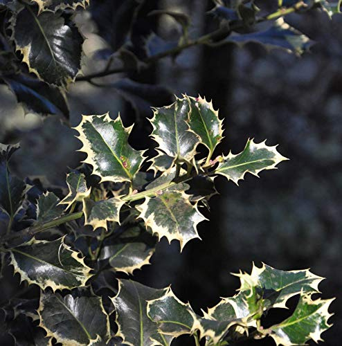 Alaska Stechpalme Ilex Silver Queen 30-40cm - Ilex aquifolium - lebende Gartenpflanze aus den Baumschulen