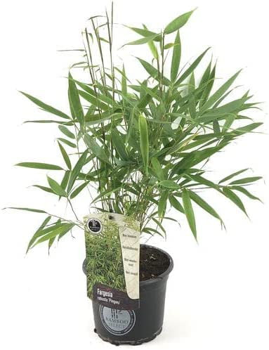 Fargesia Pingwu - Hardy Non-Invasive Clumping Garden Plant Bamboo, Year-Round Dark Green Foliage, Ideal for Screening and Suitable for UK Climate (14cm Pot, 40-50cm)