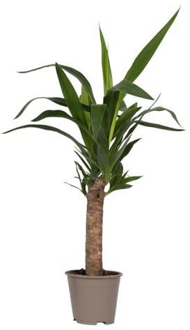 Plant in a Box - Palmlilie - Yucca elephantipes - Höhe 50-60cm - Pot 14cm - Immergrüne Pflanze