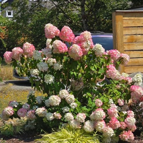 semillas de hortensia resistentes - macizo perenne balcón 180pcs