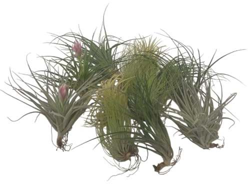 Plant in a Box - Tillandsia mélange de plantes - Set de 12 - Plantes aériennes vraies - Plantes d'ambiance - Plantes d'intérieur - Hauteur 5-15cm