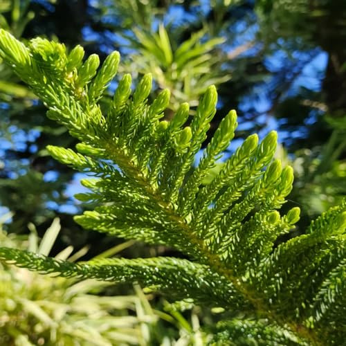 araucaria araucana - grünpflanzen pflanzensamen stauden winterhart mehrjährig kräutersamen gewächshaus balkon pflanzendeko bonsai topf pflanzenkübel balkongarten baumsamen 125samen