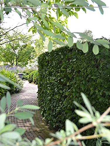 Rotbuche 125-150 cm im Topf. Angebot: 8 Fagus sylvatica Heckenpflanzen. Buchenhecke