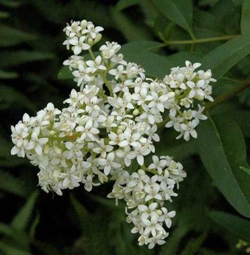 Gewöhnlicher Liguster 40-60cm - Ligustrum vulgare - lebende Gartenpflanze aus den Baumschulen