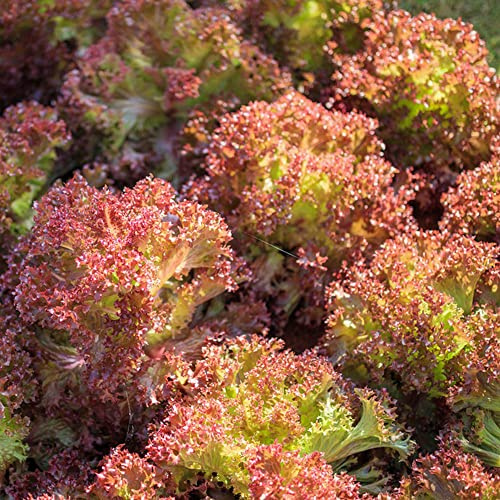 semillas de lechuga lechuga de cocina jardín interior decoración invierno bonsái semillas jardín balcón 800pcs