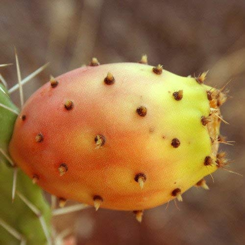 - Opuntia ficus Indica Seeds
