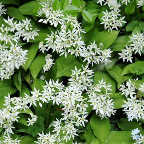 semillas de ajo silvestre perenne - orgánicas para en interiores balcón invernadero 300pcs