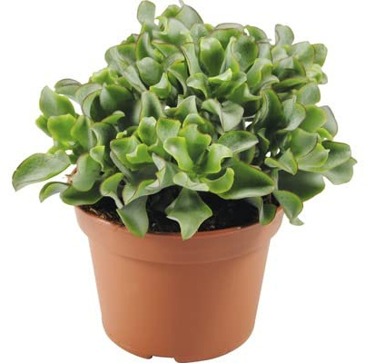 Crassula Arborescens Planta Natural Perfecta para Principiantes