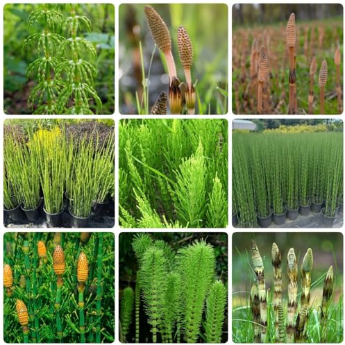 Equisetum hyemale, alte sorten garten steingartenpflanzen winterhart bodendecker kräutergarten hochbeet balkongewächshäuser teichpflanzen 100Samen