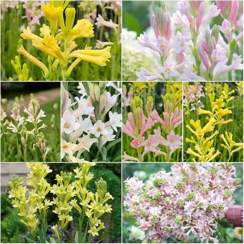 Bulbi di tuberosa primaverili, bulbi primaverili, tuberosa precoce resistente da balcone, tuberosa da balcone 10 pezzi