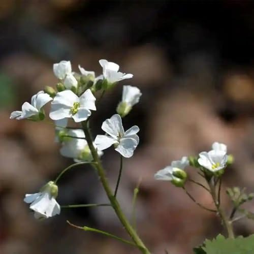 Semi di aglio rucola, semi di Alliaria petiolata, semi di medicinali orto di sul balcone Le perenni sono 100pcs
