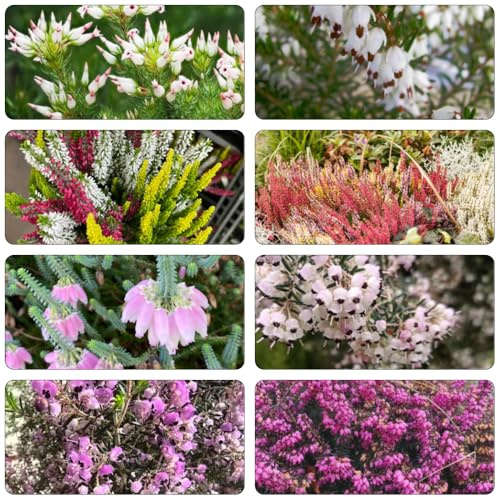 Heidekraut winterharte stauden dauerblüher gartendeko für draußen herbstpflanzen winterhart blühend blumenwiesensaat schnittblumen blumengarten schmetterlingsflieder dachbegrünung 550samen