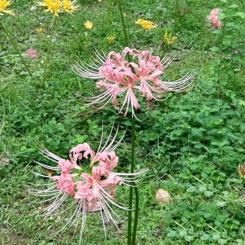 Bulbi di giglio ragno resistenti Giglio di sangue, bulbi esotico resistente resistenti per giardini rocciosi giardino per giardinieri interno 13pcs
