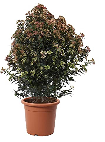 KENTIS - Viburnum Tinus 'Eve Price' - Plante de Viorne - Vraies Plantes de Haies d'Extérieur Résistantes Sempervirens - H 100-125 cm Pot Ø 30 cm