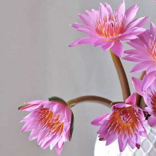 seerosen lotusblume, lotosblumensamen gartenblumen, zimmerpflanzen lotus lotusblüte hochbeet, steingartenpflanzen winterhart kräuterpflanzen, blumensamen balkon 75samen