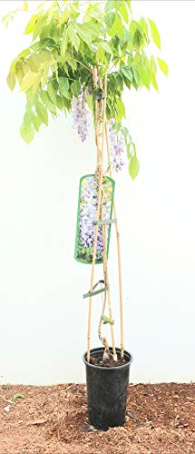 Wisteria sinensis 60–100 cm – Winterhart, Mehrjährig, Pflegeleicht – Chinesischer Blauregen – Kletterpflanze für Pergola & Rankhilfe