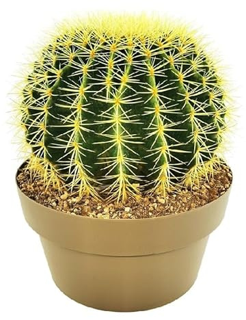 Cactus Grusonii: una Planta Natural que Añade Estilo a Cualquier Ambiente