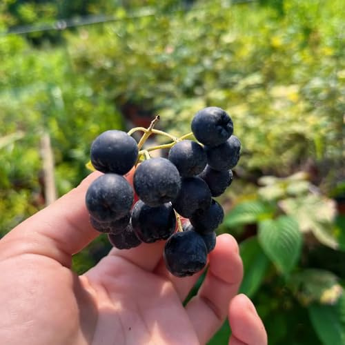 Semi di bacche di Aronia, rari Semi di Aronia, Aronia melanocarpa, le sono resistenti Gli da frutto nani sono resistenti da balcone 150pcs