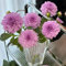 Los tubérculos de dalia son resistentes, los tubérculos de dalia bulbos de flores, mini jardín bulbos de dalias perennes resistentes, Plantas resistentes en macetas, flores para 15pcs