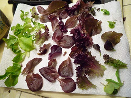 Tatsoi F1 Red, Rosette Pak Choi 200 Seeds, Leafy Salad Seeds, Green Leaves Seeds