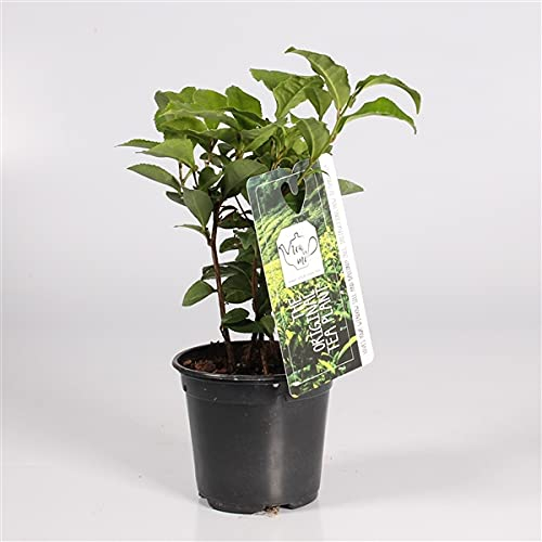 Camellia Sinensis Live Tea Plant in 10.5CM Pot