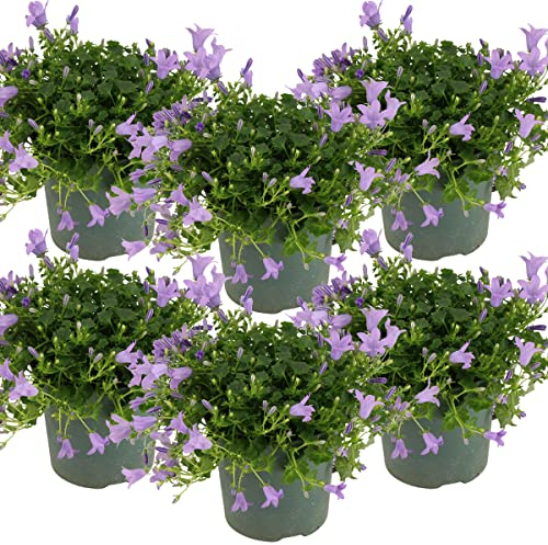 Bloomique - Lot de 6 - Campanula Ambella Lavender - Campanule - Couvre-sol - Plantes de jardin - Résistante au gel - Sans danger pour les animaux - 10-20 cm de haut - Pot 10,5 cm