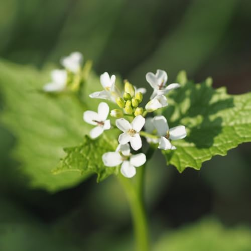 knoblauchsrauke bio - winterhart indoor garten hochbeet 100samen