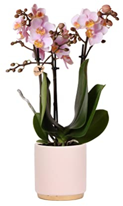 Kolibri Orchids | Rosa Phalaenopsis Orchidee - Andorra + Goldfuß Ziertopf rosa - Topfgröße Ø9cm - 35cm hoch | blühende Zimmerpflanze im Blumentopf - frisch vom Züchter