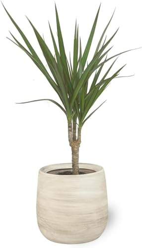 Dracaena Marginata Planta Natural de Interior en Maceta Ø12 cm Altura 30 cm para Decoración Hogar o Regalo