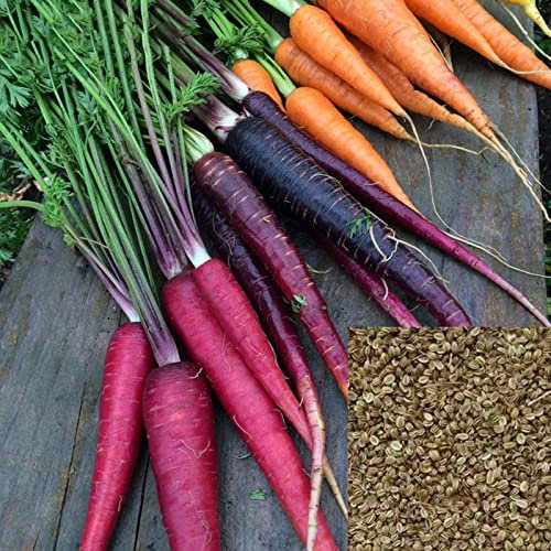 Samen, 100 Stück/Set Karottensamen, natürlich, gentechnikfrei, kältebeständig, voller Vitalität, Samen zum Pflanzen, zieht Bienen an – Samen
